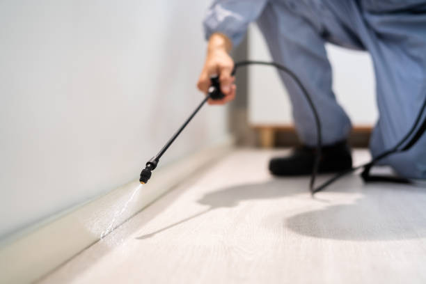 Licensed Wasp Removal service in Badin, NC - Show Me Pest Control